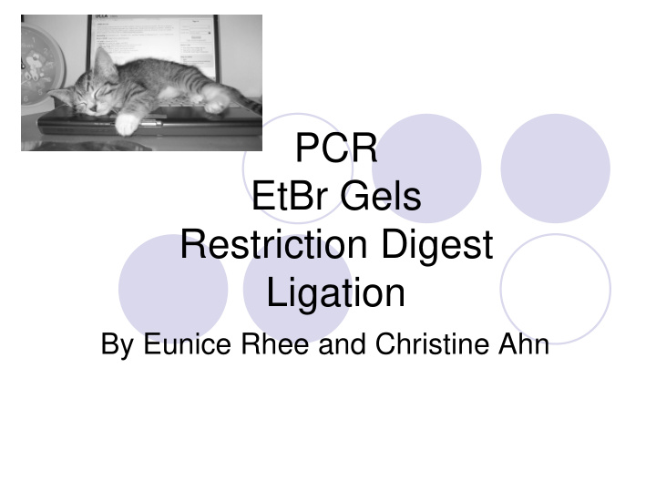 pcr etbr gels restriction digest ligation