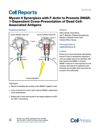 Myosin II Synergizes with F-Actin to Promote DNGR-  1-Dependent Cross-Presentation of Dead Cell-