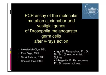 PCR assay of the molecular  mutation at cinnabar and  vestigial genes  of Drosophila melanogaster