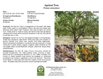 Apricot Tree  Prunus armeniaca  Size:  Exposure: Up to 25-30  tall x 15-20  wide  Full sun or