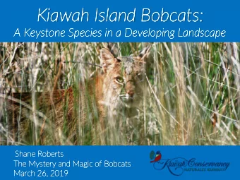 Kia  Kiawa  wah  h Is  Isla  land  nd Bo  Bobca  bcats:  ts:  A Ke  Keystone  tone Species  cies in