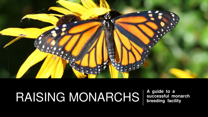 raising monarchs