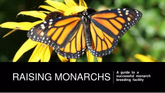 RAISING MONARCHS  successful  monarch  breeding  facility  Tips for a successful  monarch breeding