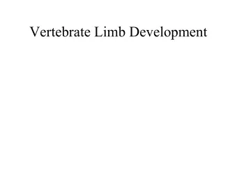 Vertebrate Limb Development  Limb Buds  - Day 3  Limb Disc surrounded  by Limb Field  Limb Field