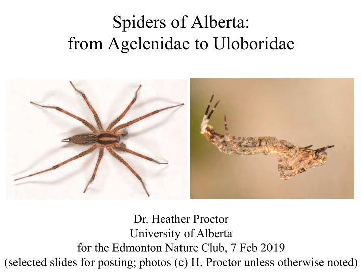 spiders of alberta from agelenidae to uloboridae