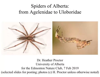 Spiders of Alberta:  from Agelenidae to Uloboridae  Dr. Heather Proctor  University of Alberta  for
