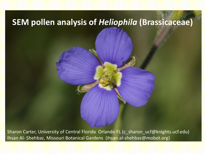 sem pollen analysis of heliophila brassicaceae