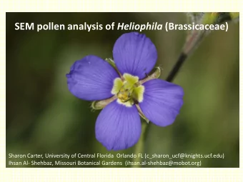 SEM pollen analysis of Heliophila (Brassicaceae)  Sharon Carter, University of Central Florida