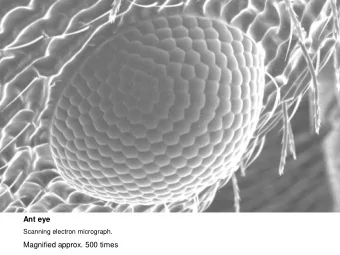 Ant eye  Scanning electron micrograph.  Magnified approx. 500 times Wasp - head and tail  Scanning