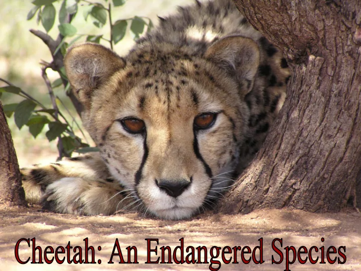cheetahs were
