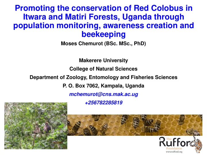 promoting the conservation of red colobus in itwara and