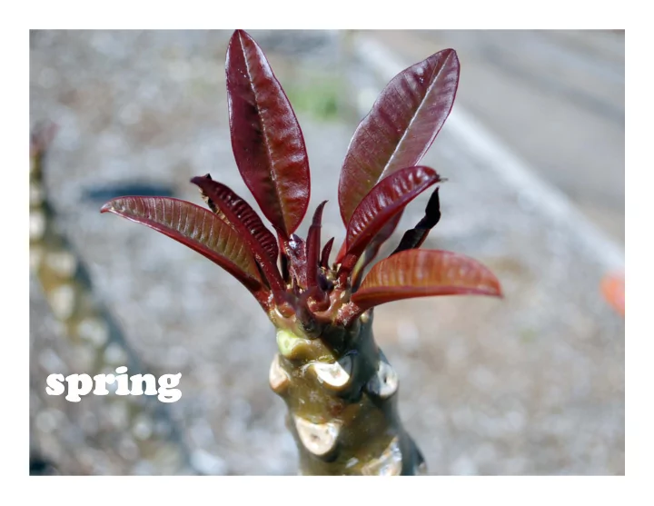 spr spring ing the main issue i want to focus on is