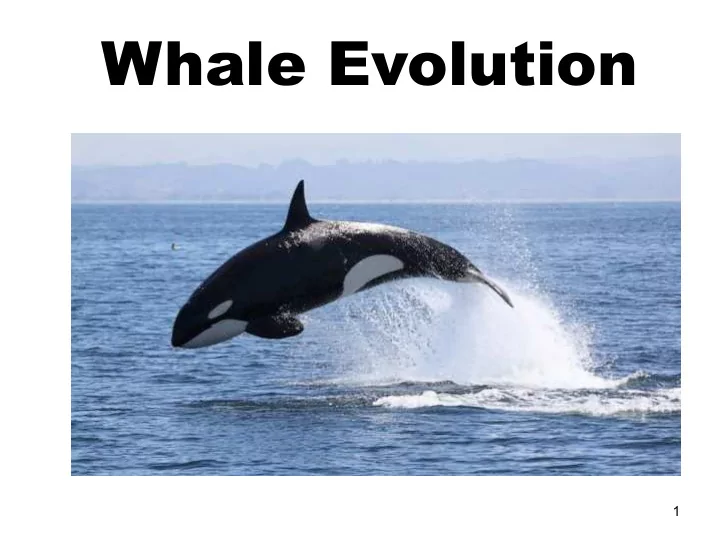 whale evolution