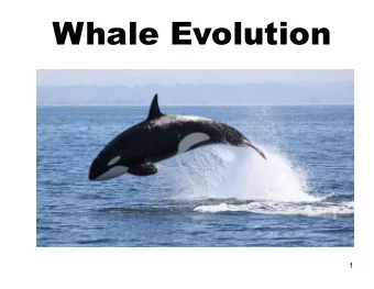 Whale Evolution  1  Whales and dolphins are mammals. They are  some of the only mammals that live