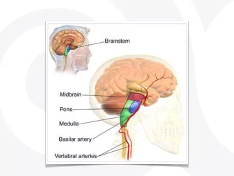 Pons  Developed 0-5 months of life  Automatic functions  In charge of vision: side vision,  eye