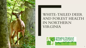 WHITE-TAILED DEER  AND FOREST HEALTH  IN NORTHERN  VIRGINIA  1  Photo by Gigi Charters  Pixabay