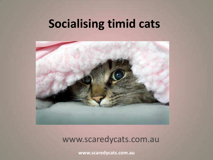 socialising timid cats