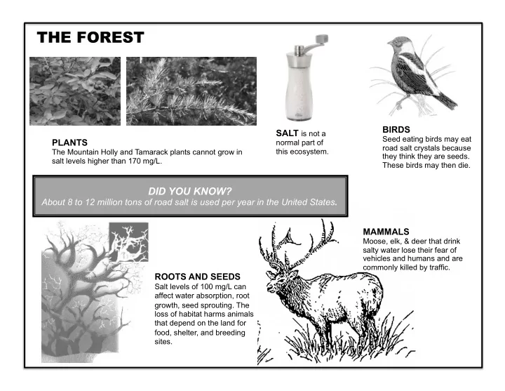the forest