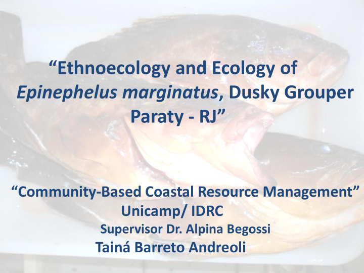 epinephelus marginatus dusky grouper