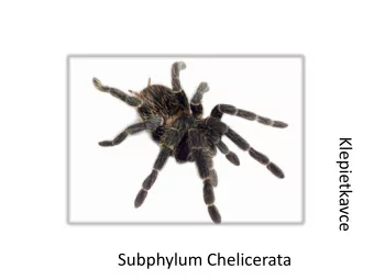 Klepietkavce  Subphylum Chelicerata  Chelicerata (klepietkavce)  - special mouthparts called