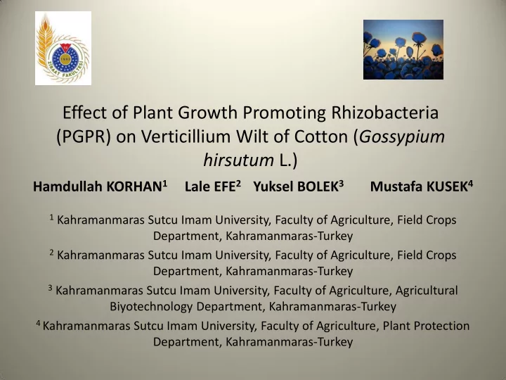 it was reported that verticillium wilt on cotton is