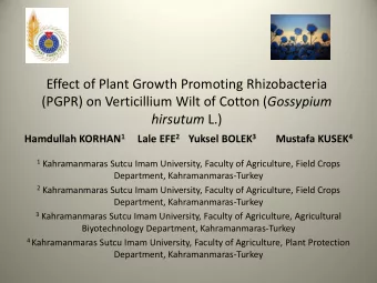 It was reported that Verticillium wilt on cotton is prevalent in all cotton  growing areas of