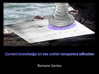 Current knowledge on sea urchin temporary adhesion  Romana Santos  My own adhesion network