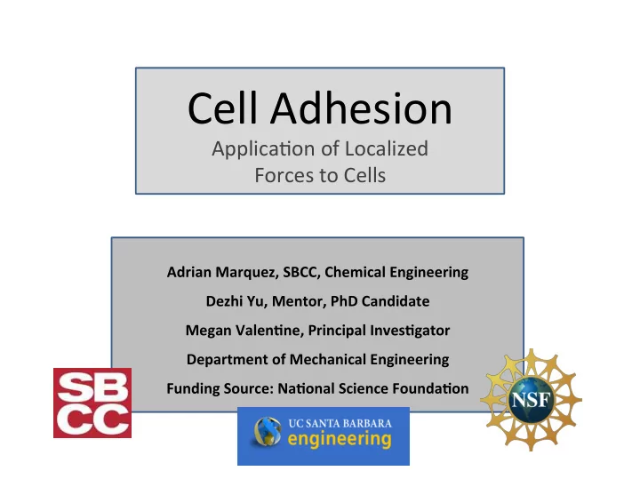 cell adhesion