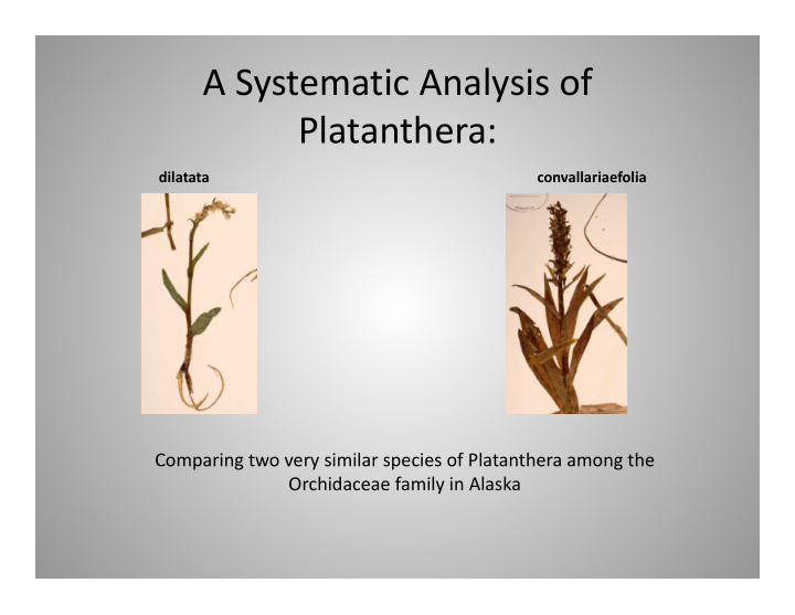 a systematic analysis of platanthera