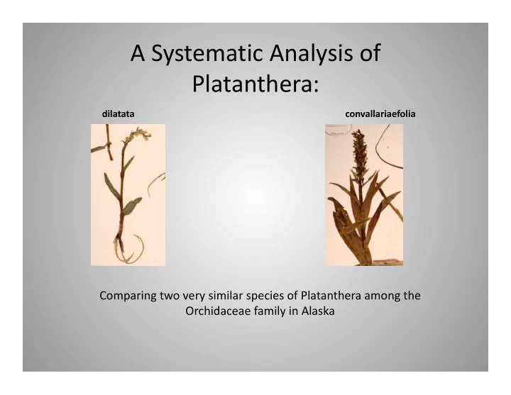 a systematic analysis of platanthera