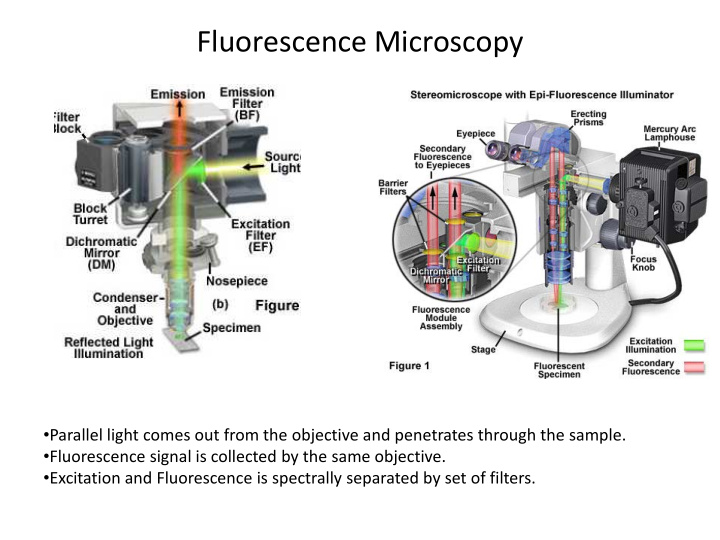fluorescence microscopy