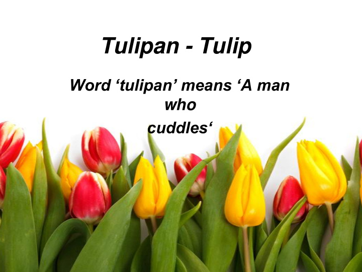 tulipan tulip