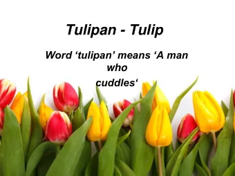 Tulipan - Tulip  Word tulipan means A man  who  cuddles Niezapominajki