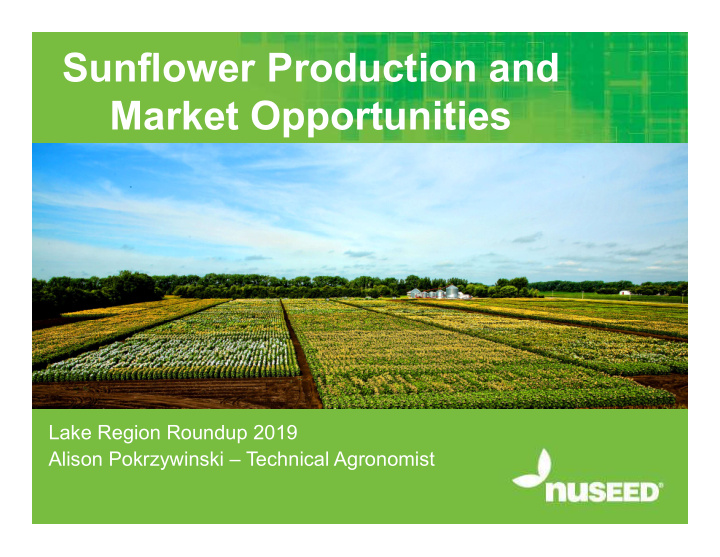 sunflower production and market opportunities