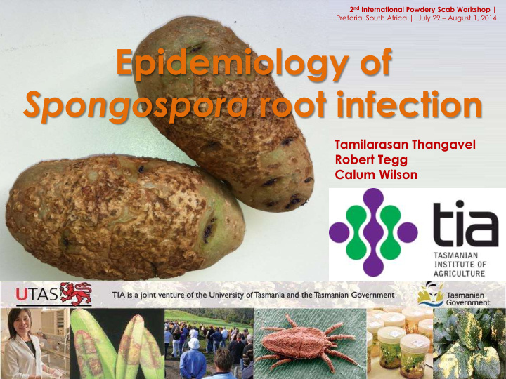 epidemiology of spongospora root infection