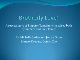 Natural History  Emperor Tamarin Saguinus imperator  Live: Neo-tropical Primates, South America