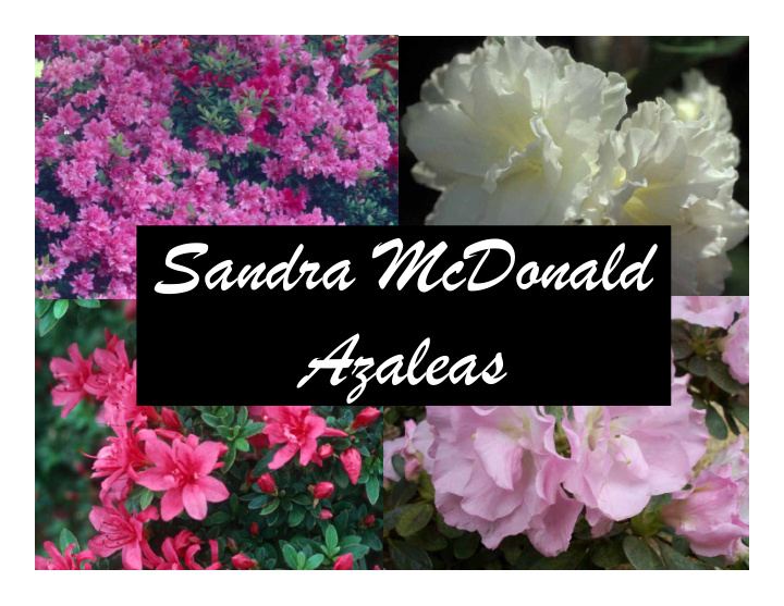 sandra mcdonald azaleas sandra mcdonald s biography