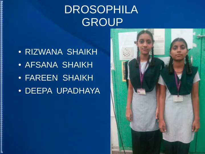 drosophila group