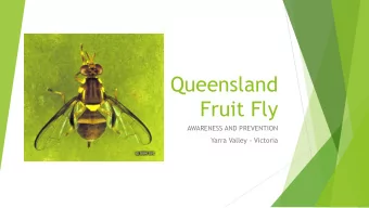 Fruit Fly  AWARENESS AND PREVENTION  Yarra Valley - Victoria  Bactrocera tryoni  James Niland