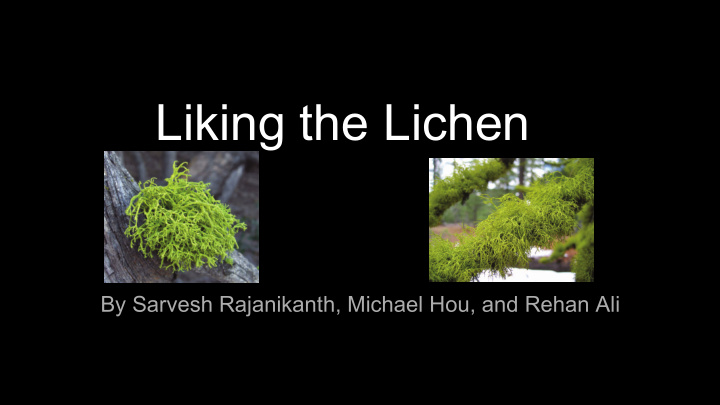 liking the lichen