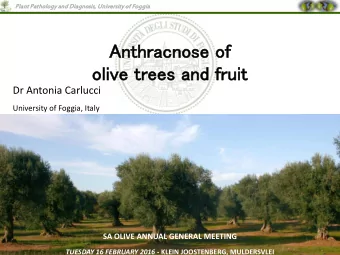 Anth  thracnos  ose of  of  oliv  ol  ive tr  trees  s and  d fr  fruit  it  Dr Antonia Carlucci