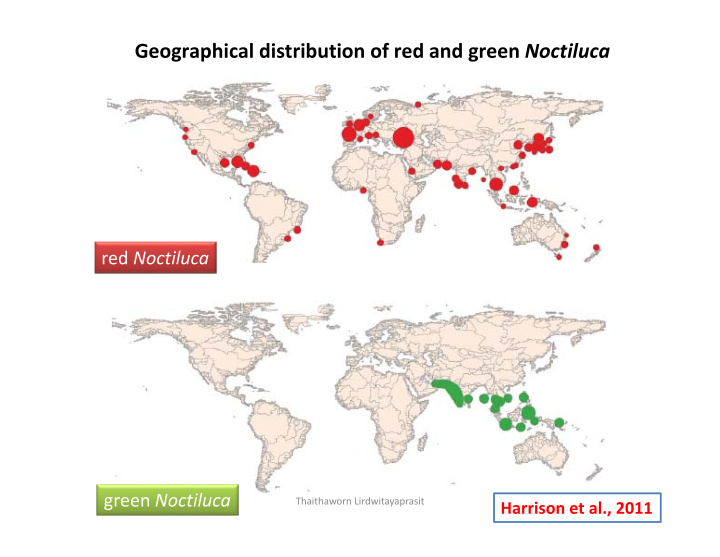 geographical distribution of red and green noctiluca