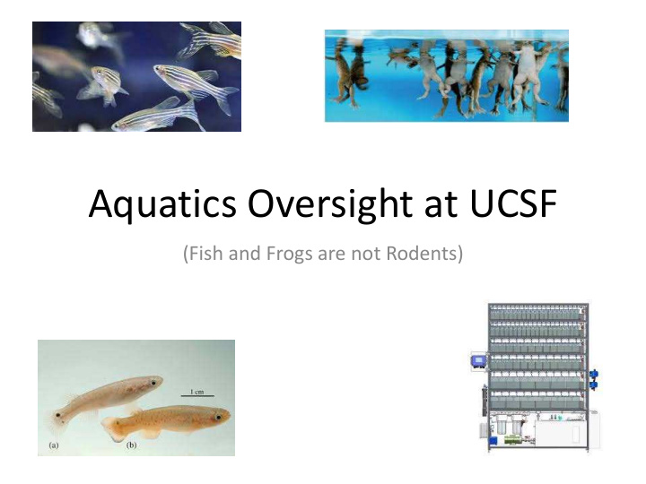 aquatics oversight at ucsf