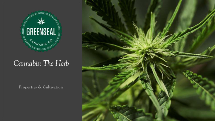 cannabis the herb