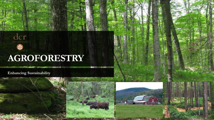 agroforestry