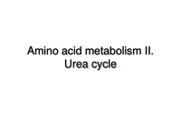 amino acid metabolism ii urea cycle key points
