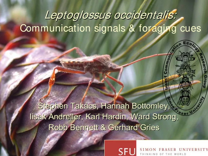 leptoglossus occidentalis occidentalis leptoglossus