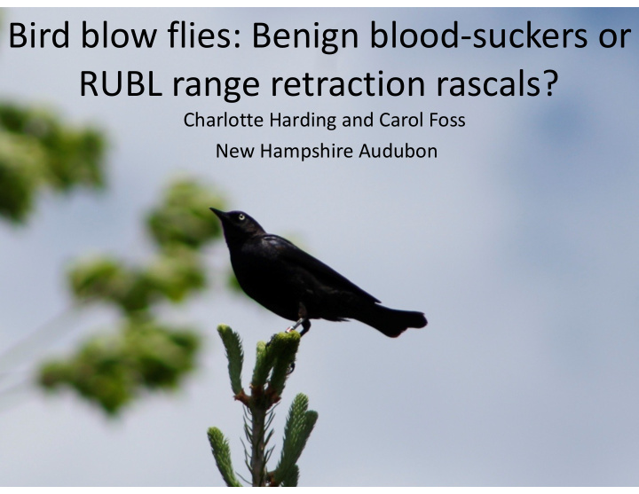 bird blow flies benign blood suckers or rubl range