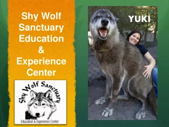 Shy Wolf  YUKI  Sanctuary  Education  &amp;  Experience  Center  CREDENTIALS  Florida non-profit