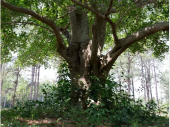 Factors predicting connection to nature  Misha Voloaca  Supervisor: Veronika Huta  University of